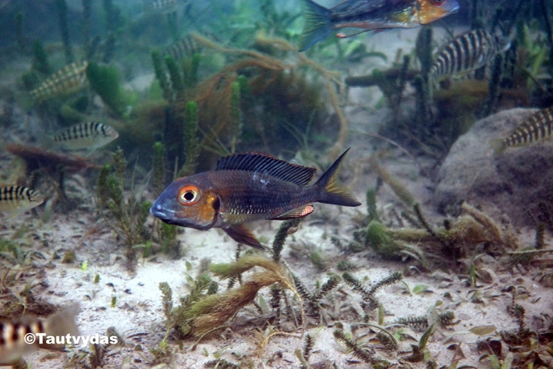 Callochromis macrops 'Kipili'
